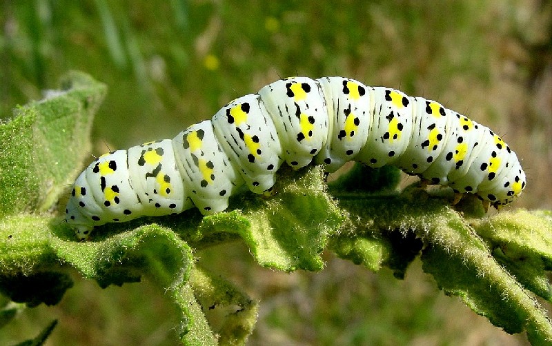 Bruchi: Cucullia verbasci, Saturnia pyri, Acherontia atropos